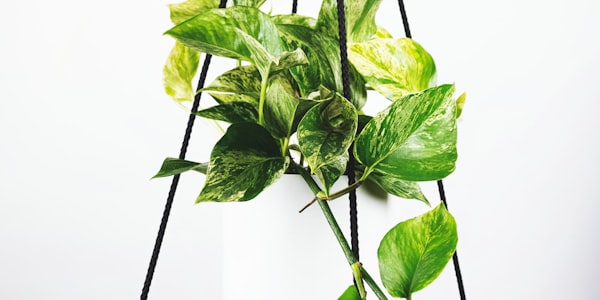 英超联赛直播入口 - 曼城与利物浦的红色蓝色球衣对决